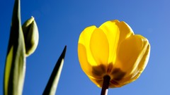 Flowers tulips yellow flowers