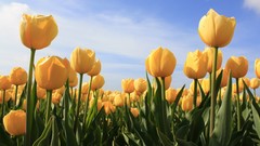 Flowers tulips yellow flowers