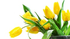 Flowers tulips yellow flowers