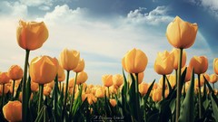 Flowers tulips yellow flowers