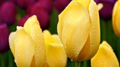 Flowers tulips yellow flowers