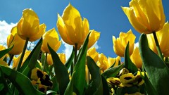 Flowers tulips yellow flowers