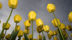 Flowers tulips yellow flowers