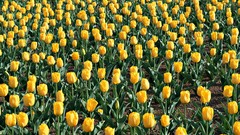 Flowers tulips yellow flowers