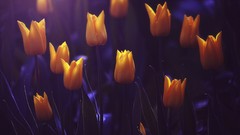 Flowers tulips yellow flowers