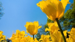 Flowers tulips yellow flowers