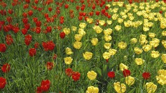 Flowers tulips yellow flowers red flowers