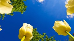 Flowers tulips yellow flowers skyscapes