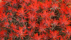 Flowers Utah red flowers