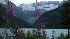 Flowers vacation alberta lakes 2003 lake louise