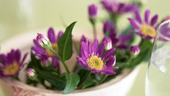 Flowers vase purple flowers