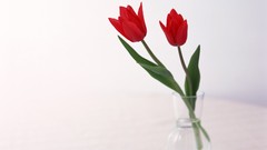 Flowers vase red flowers