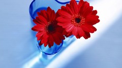 Flowers vase red flowers gerbera flower