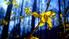 Flowers vines yellow flowers blurred background