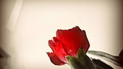 Flowers vintage red flowers