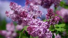 Flowers Violet lilac purple flowers