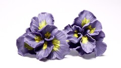 Flowers Violet white background