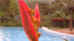 Flowers Volcanoes swimming pools