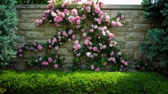 Flowers wall Garden pink flowers hedges