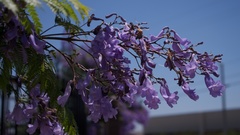 Flowers wall here that just cropped have