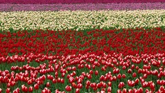 Flowers Washington festival valleys