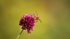 Flowers wasp flower insect