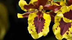 Flowers wasp Orchids