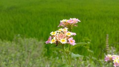 Flowers water brunettes Villages