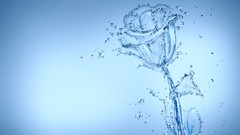 Flowers water design water drops artwork Roza