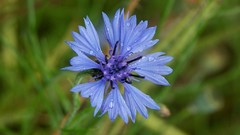 Flowers water drops blue flowers