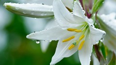 Flowers water drops Lilies