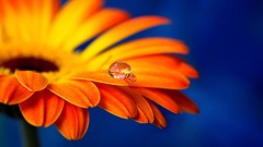 Flowers water drops macro