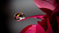 Flowers water drops macro