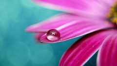 Flowers water drops macro