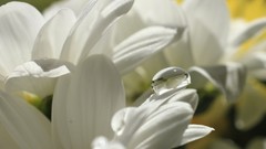 Flowers water drops macro