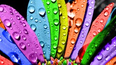 Flowers water drops multicolor
