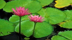 Flowers water Hawaii