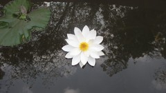 Flowers water India lily pads