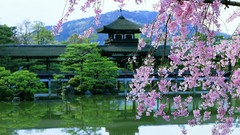 Flowers water Japan bushes cherry blossoms asian architecture