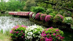 Flowers water Japan bushes lily pads Japanese gardens