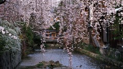 Flowers water Japan spring cherry blossoms