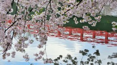 Flowers water Japan spring reflections cherry blossoms