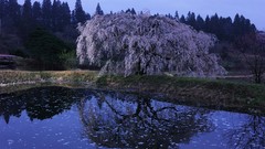 Flowers water Japan spring reflections cherry blossoms flowered 