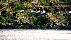Flowers water Japan spring Umbrellas cherry blossoms