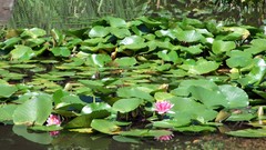 Flowers water Japan Water Lilies lily pads
