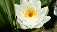 Flowers Water Lilies