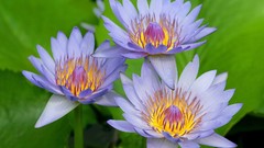 Flowers Water Lilies
