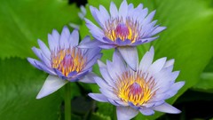 Flowers Water Lilies