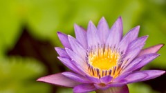 Flowers Water Lilies