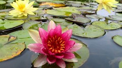 Flowers water Lilies